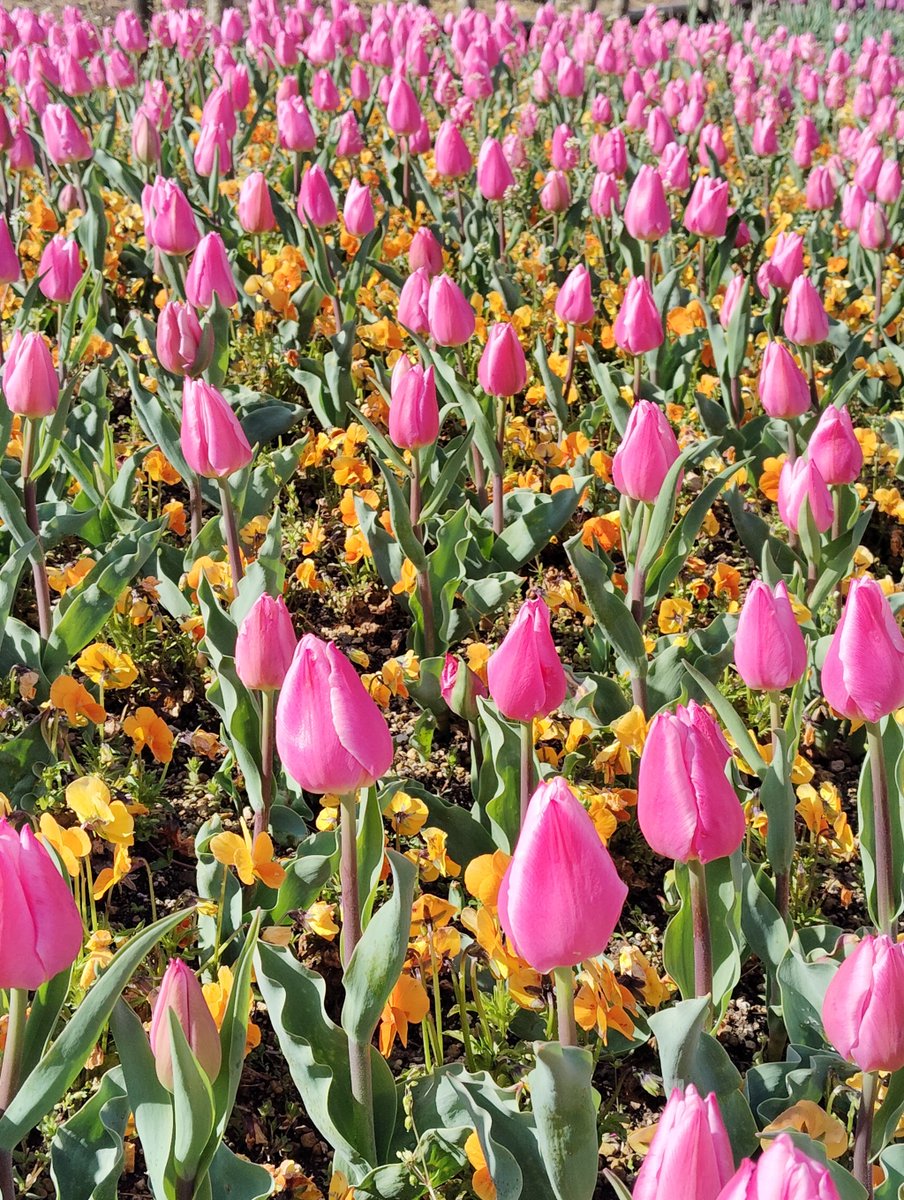 FWLMacZ95u95352's tweet image. Thank you for always showing your support—it means the world to me! Wishing you happiness today.

#ThanksForFollowing 👍#photography#japan