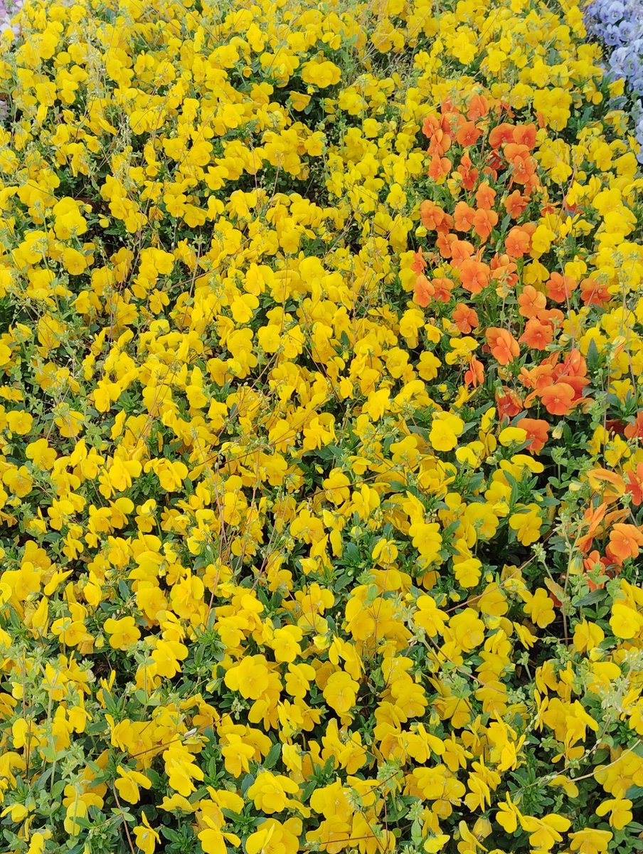 FWLMacZ95u95352's tweet image. Thank you for always showing your support—it means the world to me! Wishing you happiness today.

#ThanksForFollowing 👍#photography#japan