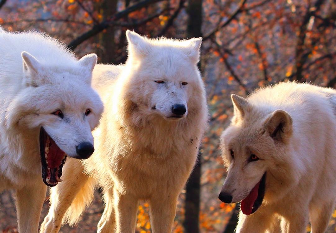 Know Your Meme (@knowyourmeme) on Twitter photo On this day six years ago, <a href="/Piemations/">Piemations</a> posted an edited version of DeviantArt user woxys’s picture of wolves yawning. On this day six years ago, <a href="/Piemations/">Piemations</a> posted an edited version of DeviantArt user woxys’s picture of wolves yawning.