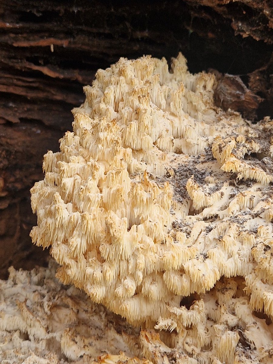 It's been ages since I've posted on here. Is #MushroomTwitter still alive or did everyone flee?

Update on the wild Hericium coralloides growing in Ladywell Park I took a tissue sample from back in November. It's now growing nicely in my kitchen. May make a grow kit yet...