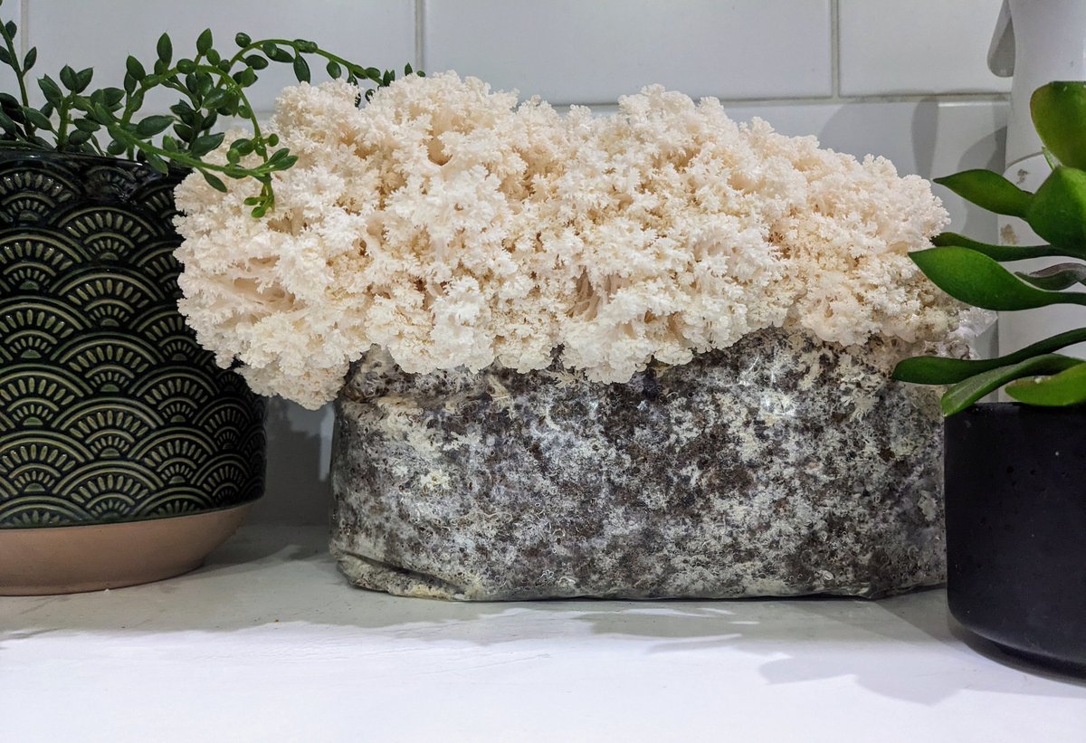 The Lockdown Garden tweet media