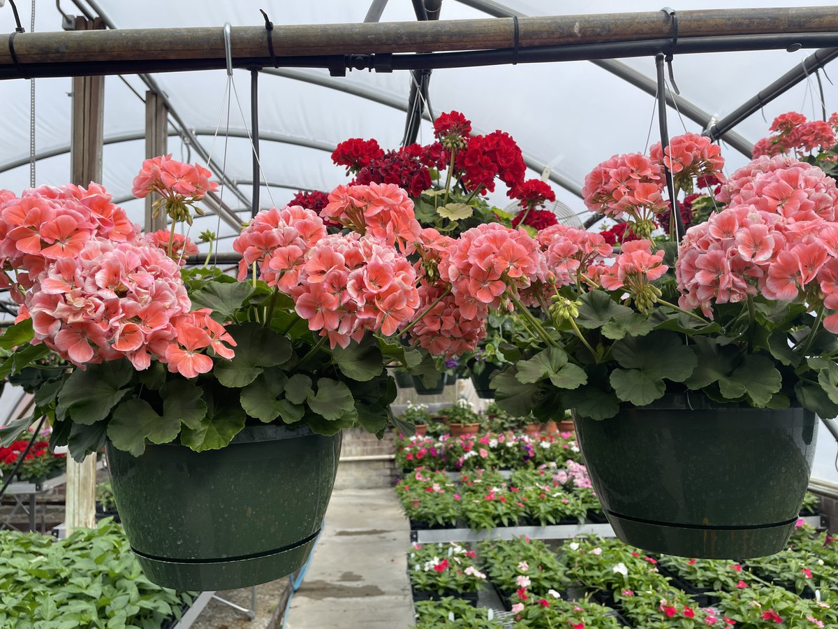 #GCSReady | Students in agriculture courses at Southern High have been hard at work cultivating plants for their annual plant sale. 🌱✨

These hands-on programs give our students the chance to explore unique pathways and job opportunities. 💙
