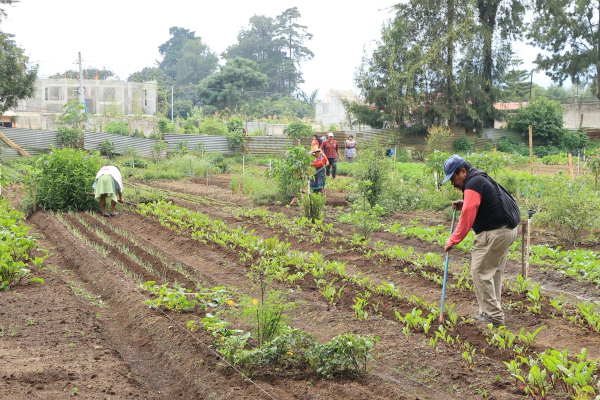 Ante las altas temperaturas, es importante tomar precauciones para proteger los cultivos.🌞🌾💧
 El <a href="/MagaGuatemala/">MAGA Guatemala</a> le brinda estas recomendaciones ➡️goo.su/XsBHUn