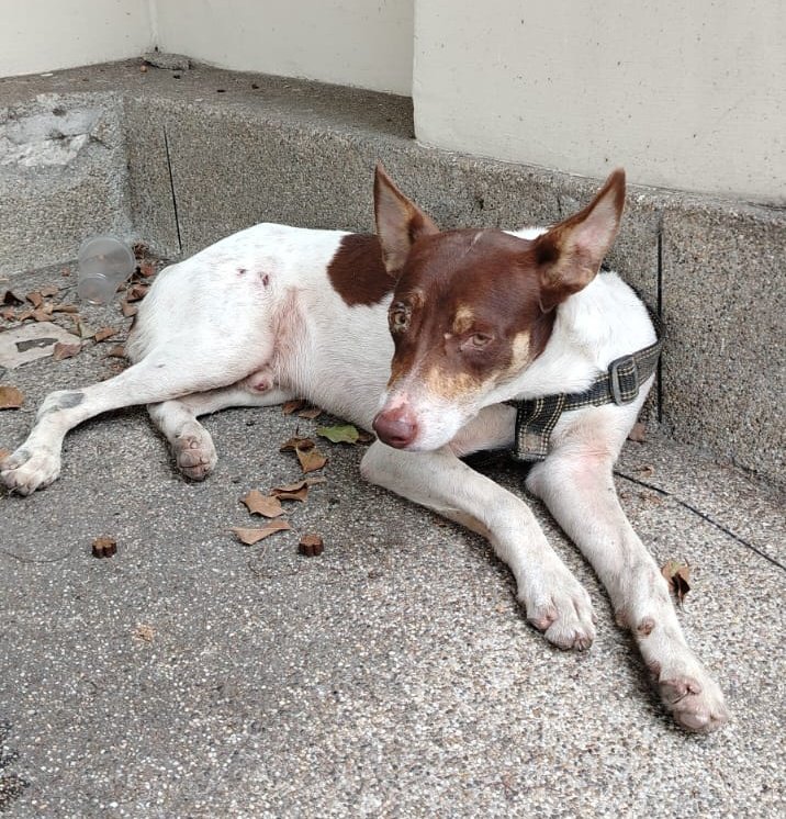 AlertaMePerdi's tweet photo. #ENCONTRADO #GUAYAQUIL
Fecha: 15/04/25
Sector: Norte, Urdesa Norte, Av. Rodrigo Chávez
Sexo: Macho
Raza: Mestizo
Obsv.: Pelaje blanco con café, pechera negra sin placa
Contacto: 0962543222
¡Ayúdalo a volver con su familia!
#AlertaMePerdí https://t.co/ue4FOi4Zxz
