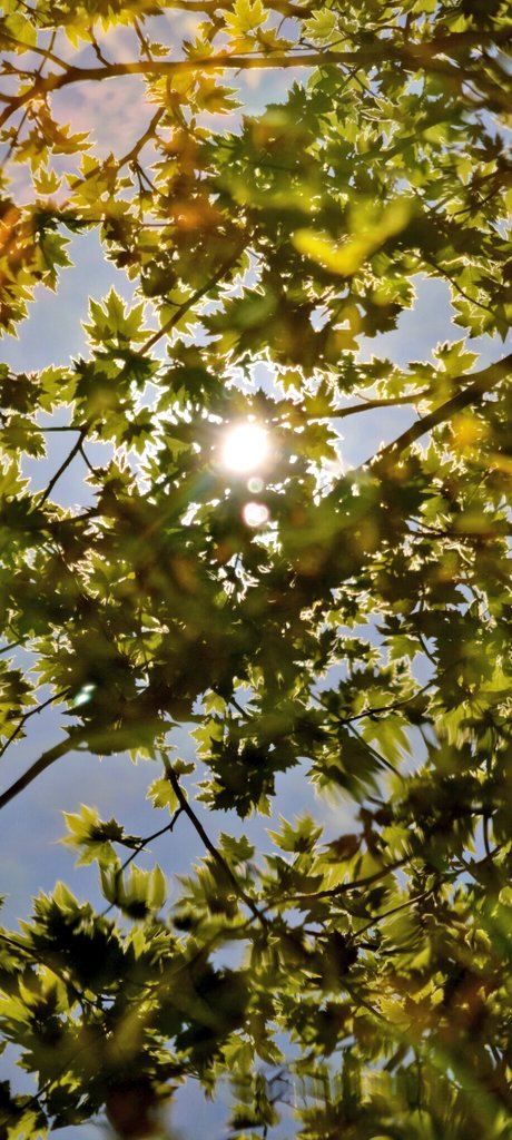 recepsen's tweet photo. Şu benim #divane gönlüm
Yine hubdan huba düştü
Mah cemalin şulesine
Çalkalanıp göle düştü
İntizarım hak kelama
Kâmilden gelen selama
Rüzgâr esti şu aleme
Bize bâd-ı sabâ düştü
Kiminin meskeni külhan
Kimi derviş kimi sultan
Herkes yâri ile mihman
Bana yârdan cüdâ düştü https://t.co/PMBthuYXLs