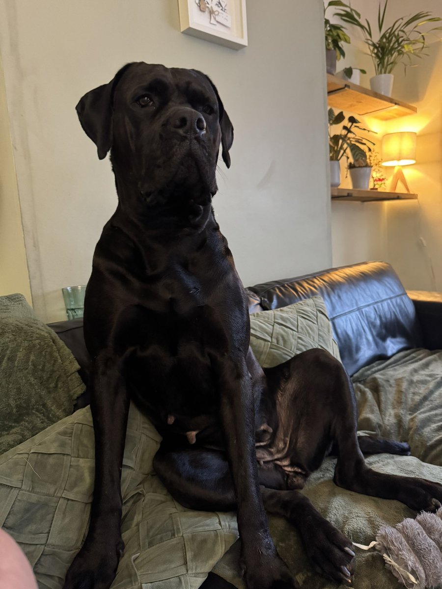 CollissNichola's tweet photo. She’s the Boss 😂 🐾❤️🐾 https://t.co/xiywIz808c