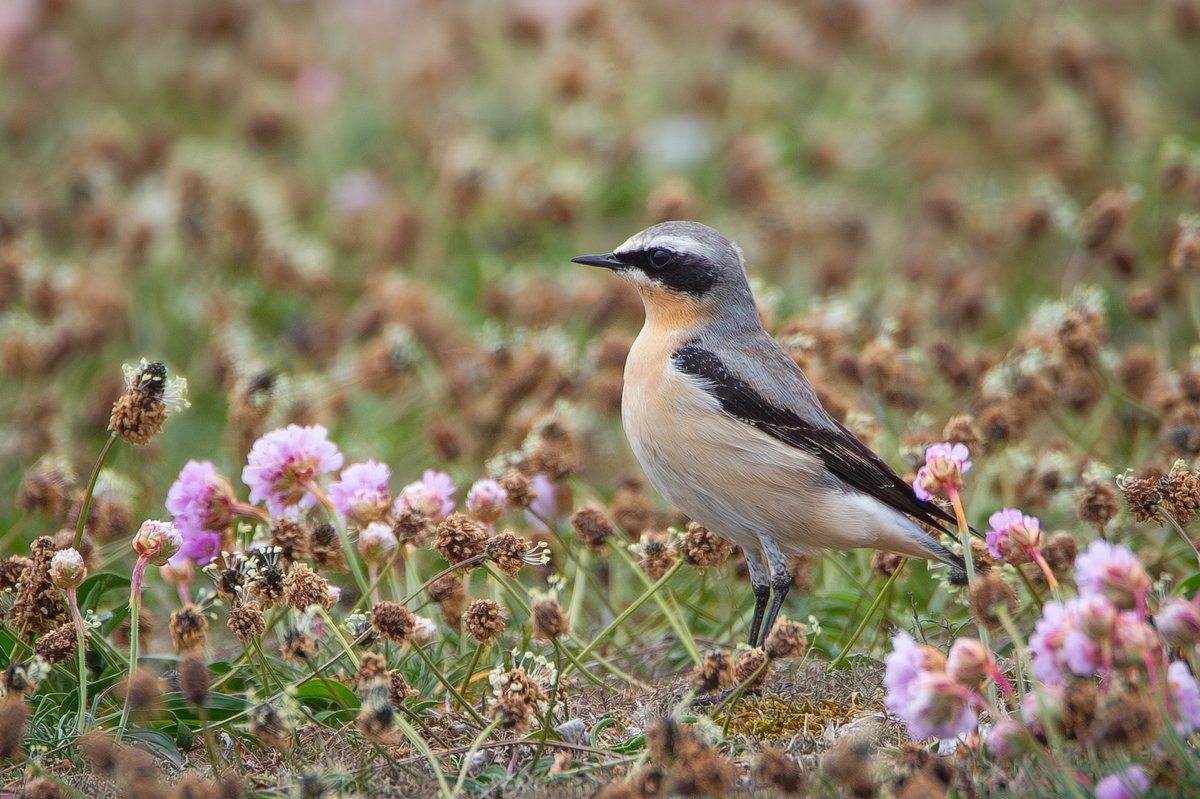 Paul Dibben (@yogibear60) on Twitter photo A few Beautiful Wheatears around in the Thrift below Chesil Beach today. <a href="/DorsetWildlife/">Dorset Wildlife Trust</a> <a href="/DorsetBirdClub/">Dorset Bird Club</a> <a href="/SightingDOR/">Dorset Wildlife Spot</a> <a href="/Natures_Voice/">RSPB</a> <a href="/SWNS/">SWNS.com</a> A few Beautiful Wheatears around in the Thrift below Chesil Beach today. <a href="/DorsetWildlife/">Dorset Wildlife Trust</a> <a href="/DorsetBirdClub/">Dorset Bird Club</a> <a href="/SightingDOR/">Dorset Wildlife Spot</a> <a href="/Natures_Voice/">RSPB</a> <a href="/SWNS/">SWNS.com</a>