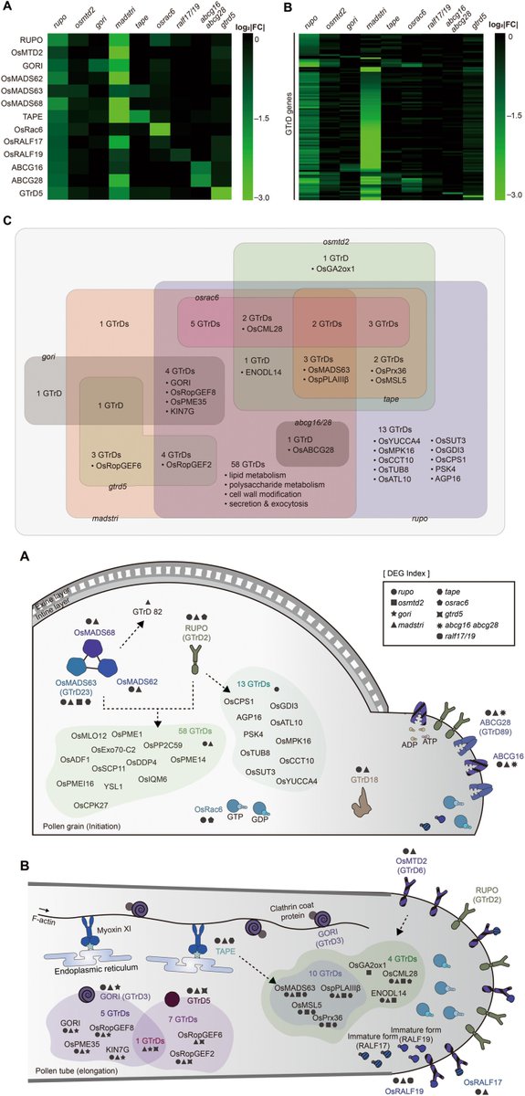 Global identification of key genes for pollen germination in rice through high-throughput screening and gene editing #PlantReproduction #Rice #PollenTube #CRISPR

Kim et al. 2025  <a href="/JIPBio/">JIPB</a> 
🔗doi.org/10.1111/jipb.1…