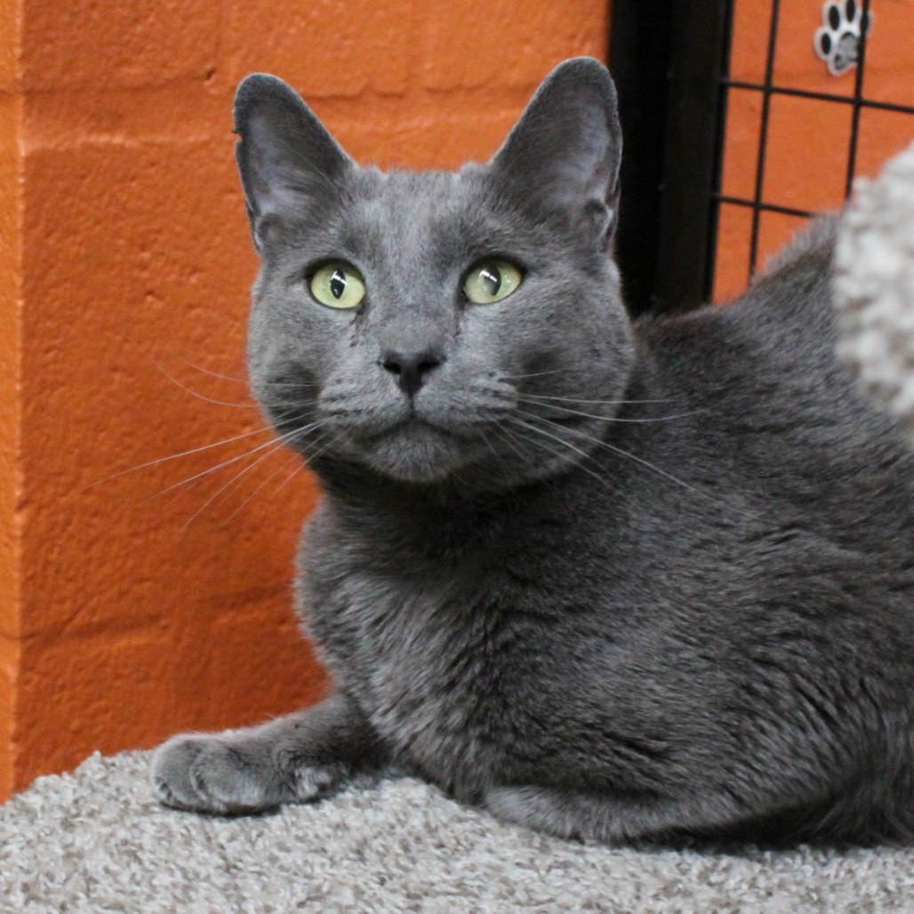 🐾 Meet Harley! 🐾

This sweet 4-year-old might be a little shy at first… but once he gets to know you, he’ll be your best friend for life 🩶

Give him a little time, and he’ll give you his whole heart! 

Interested in adopting? Check us out online at catdepot.org/adopt