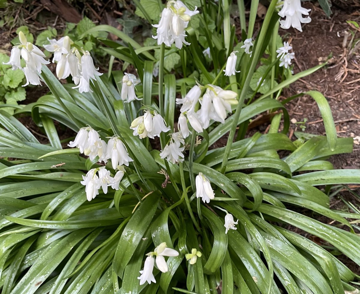 TheresaPengelly's tweet photo. Good evening from the woodland border in #mygarden
#flowerphotography https://t.co/wtrQHysu66