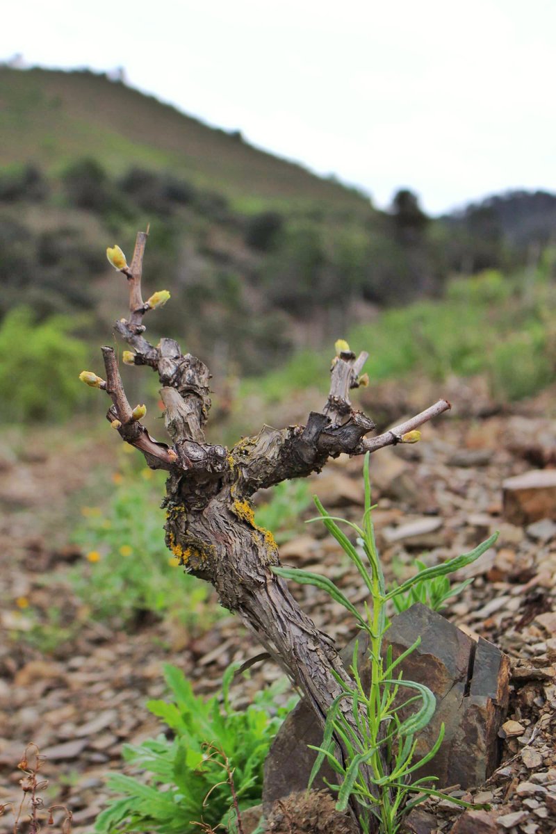 masdoix's tweet image. 🍃 ... in the vineyard, sprouting 🍇

—

🍃 A la vinya, la brotació 🍇

—

🍃 En la viña, la brotación 🍃

—

#MasDoix
#aWindowToMasDoix
#MasDoixWinery
#Poboleda #Priorat
