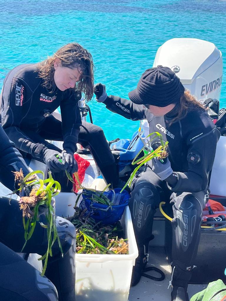 #Seagrass reforestation has started off the Sardinian Northen coast with the MEDSEA team and MPA Capo Testa within the @med_artemis project. 2000 cuttings will be repositioned and planted across degraded seagrass areas.

 Check this out medseafoundation.org/index.php/en/n…