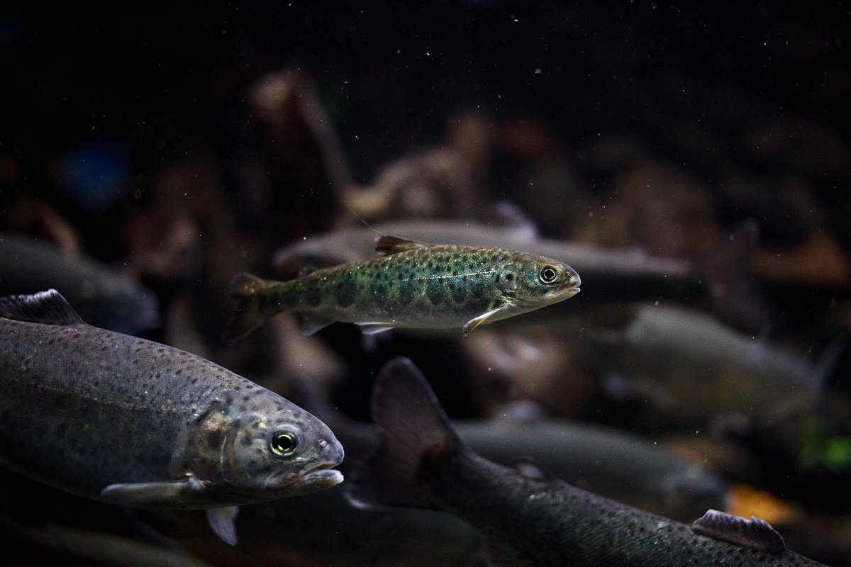 Christie Wilcox (@nerdychristie) on Twitter photo Benzodiazepines can help us feel like the world is a little less scary. Seems like they do the same for salmon—which probably isn't good for the fish. That and more of the best from <a href="/ScienceMagazine/">Science Magazine</a> and science in this edition of #ScienceAdviser: science.org/content/articl… Benzodiazepines can help us feel like the world is a little less scary. Seems like they do the same for salmon—which probably isn't good for the fish. That and more of the best from <a href="/ScienceMagazine/">Science Magazine</a> and science in this edition of #ScienceAdviser: science.org/content/articl…