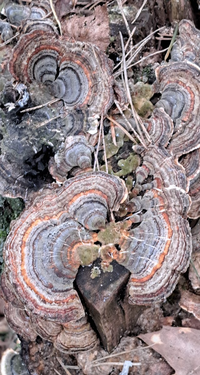 JiscaDijk's tweet photo. #Elfenbankje #Fungi #TrametesVersicolor #Twente
#TStroot #Christinalust #MooiTwente
Gewoon elfenbankje, maar deze is wel very versicolor 😆 https://t.co/ucxKtSDdZb