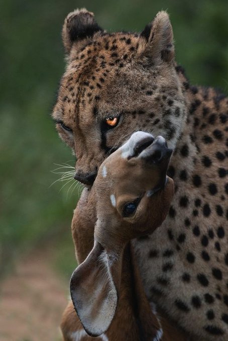 lichthauch's tweet image. animals don't have purpose or passion or dreams. they have hunger. find what you hunger for. then hunt.