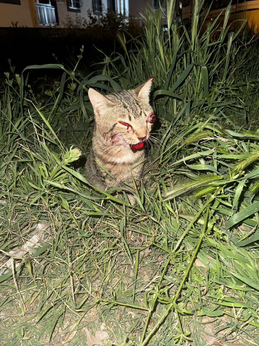 Bu kediye araba çarpı ve kaçtı. Alo 153 den tam 1,5 saattir ekip gelmesini bekliyoruz
<a href="/haberibbcomtr/">İBB HABER</a> 
<a href="/IBBcozummerkezi/">İBB Çözüm Merkezi</a> 
<a href="/ibbtekzip/">İBB Tekzip</a> 
<a href="/ibb_veteriner/">İBB Veteriner</a> 
<a href="/ekrem_imamoglu/">Ekrem İmamoğlu</a> 
<a href="/kultur_istanbul/">İBB Kültür AŞ</a>