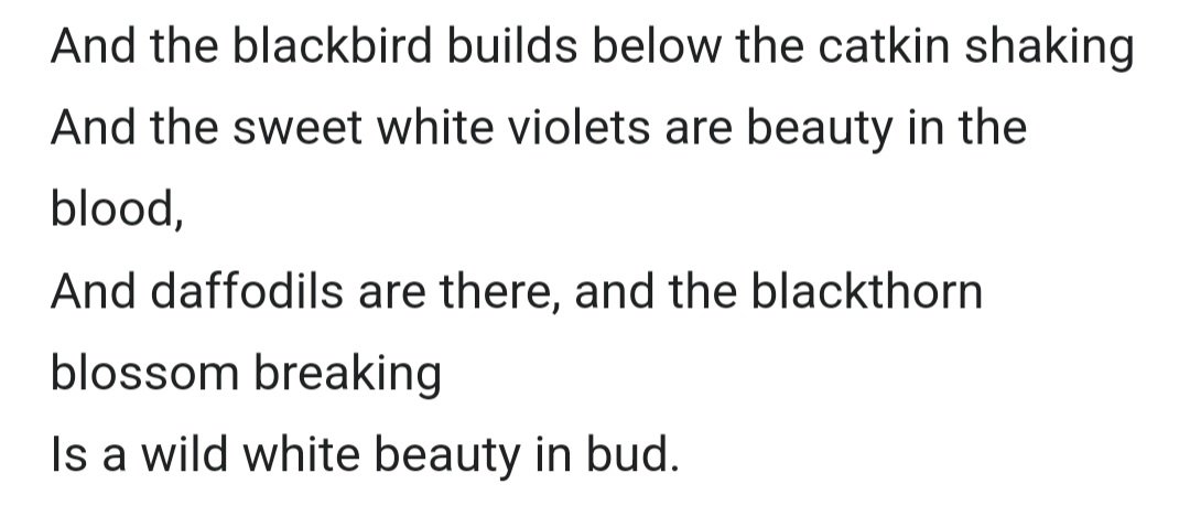 Sloely the old green twigs #spring into #Blossom ..
Words by John Masefield (1878-1967).
📷 me.
#blossomwatch #sloe #blackthorn