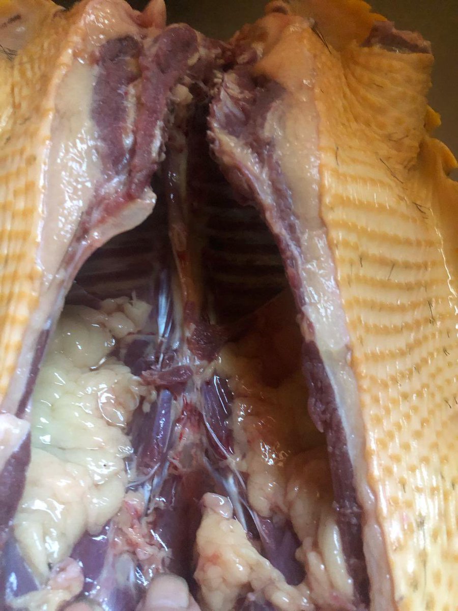 Bicholopez97's tweet photo. Hoy peludo a la parrilla https://t.co/ZaaWrv10Bb