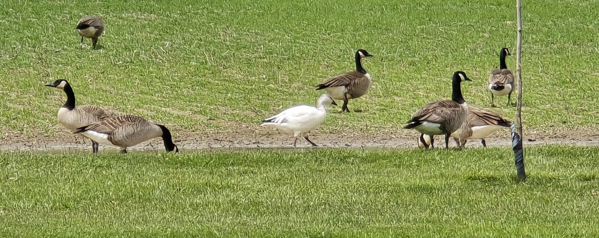 A single snow goose ready to mingle with some canadian friends in Amherstburg <a href="/WE_SEE_/">W.E. S.E.E.</a>
<a href="/LakeErieNorth/">LakeErie ♀</a> #shareyourweather