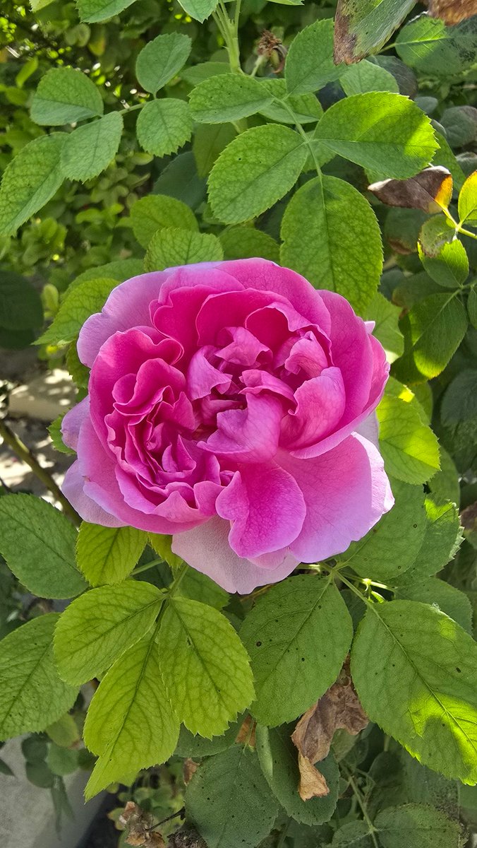 ▪︎ الشكر ليس مجرد لفظ ، بل وعي بالنعم التي تحيط بنا

حين يدرك الإنسان ما يملك ، لا ما ينقصه ، يصبح الشكر حالة وجود ، لا مجرد عادة.