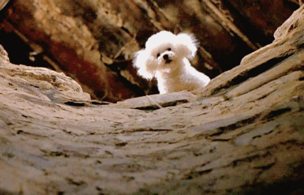 Mitch Ackles tweet media