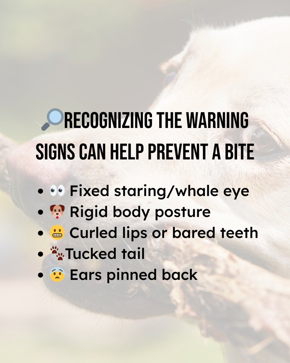 Veterinarians Without Borders tweet media