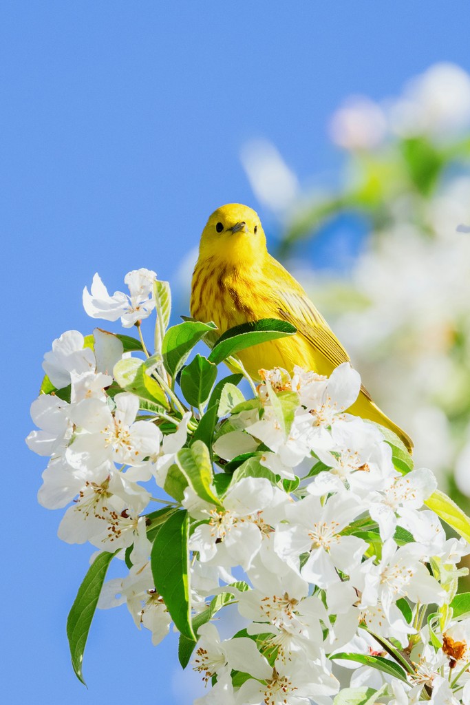#YellowWarblers are popping up in BC for breeding season! Look for these beauties - and listen for their sweet songs - at the tops of small trees, around streams, and in wet, dense woods.

#BCBirdTrail #LookUpStayGrounded // #ExploreBC #BCNice

Photo Credit: Mark Olsen