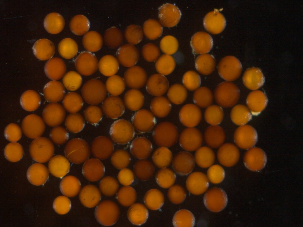 At CICG, we are always attempting to isolate AMF from distinct geographical regions. Last three weeks pulling out spores from trap cultures from Piaui, a state in the Northeast region of Brazil, to establish single cultures. Fingers crossed!!