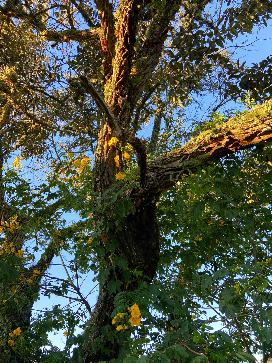 Some interesting trunks for this Thick Trunk Tuesday