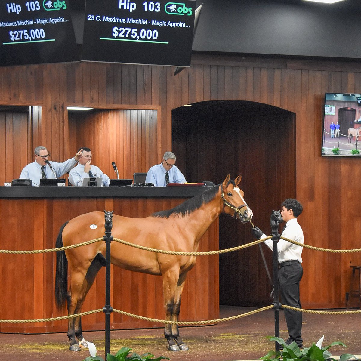 MAXIMUS MISCHIEF is getting his due. The No. 1 Third-Crop Sire was represented early at <a href="/OBSSales/">OBSSales</a> April by this fast colt that commanded $275,000 by U Racing Stables &amp; David Berman after breezing :10 flat. Consigned by Best A Luck Farm and bred by Pillar Property Services Inc 👏