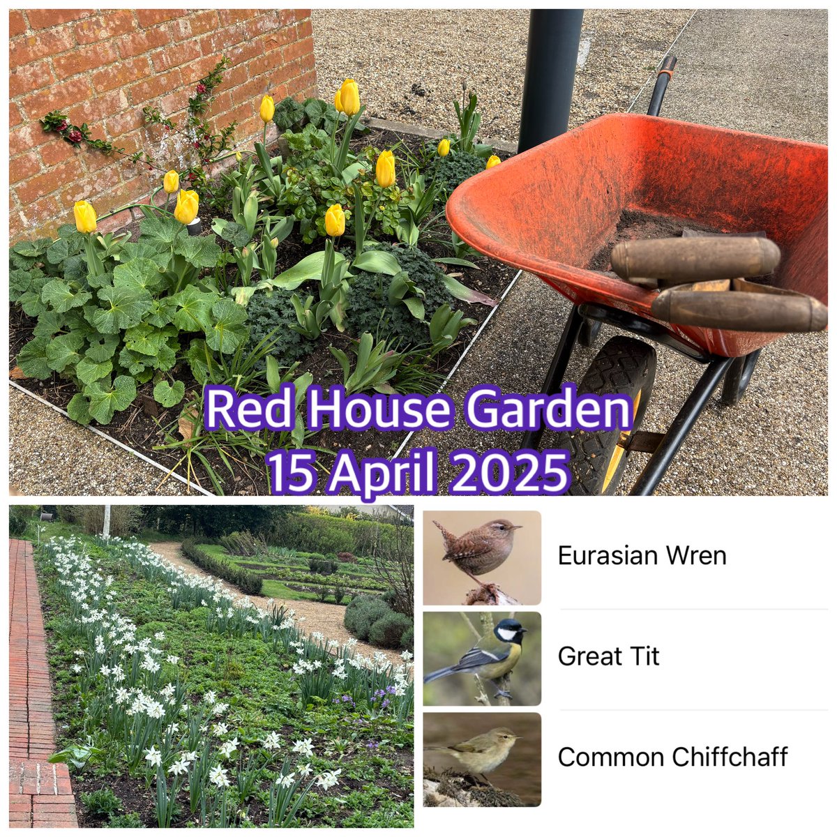 Up early, baking before 7.  Late to <a href="/redhouse_alde/">The Red House, Aldeburgh</a> gardening - it was v. ☔️☔️- but went once it stopped - arrived with Madeira cake just in time for a break! Did a lot of sawing - old hedge coming out has to be ‘chipper ready’. Afternoon ironing + walked the site to get some air.