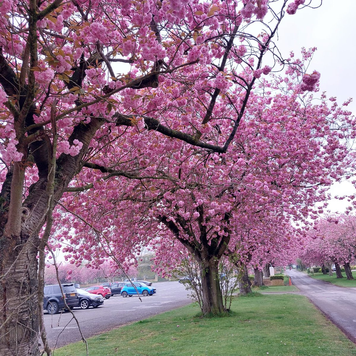 astraantiques's tweet photo. It’s that time of the year again 🌸 #blossom #spring #lookingbeautiful #astraantiquescentre #hemswell #lincolnshire https://t.co/ob3k4ae7KT