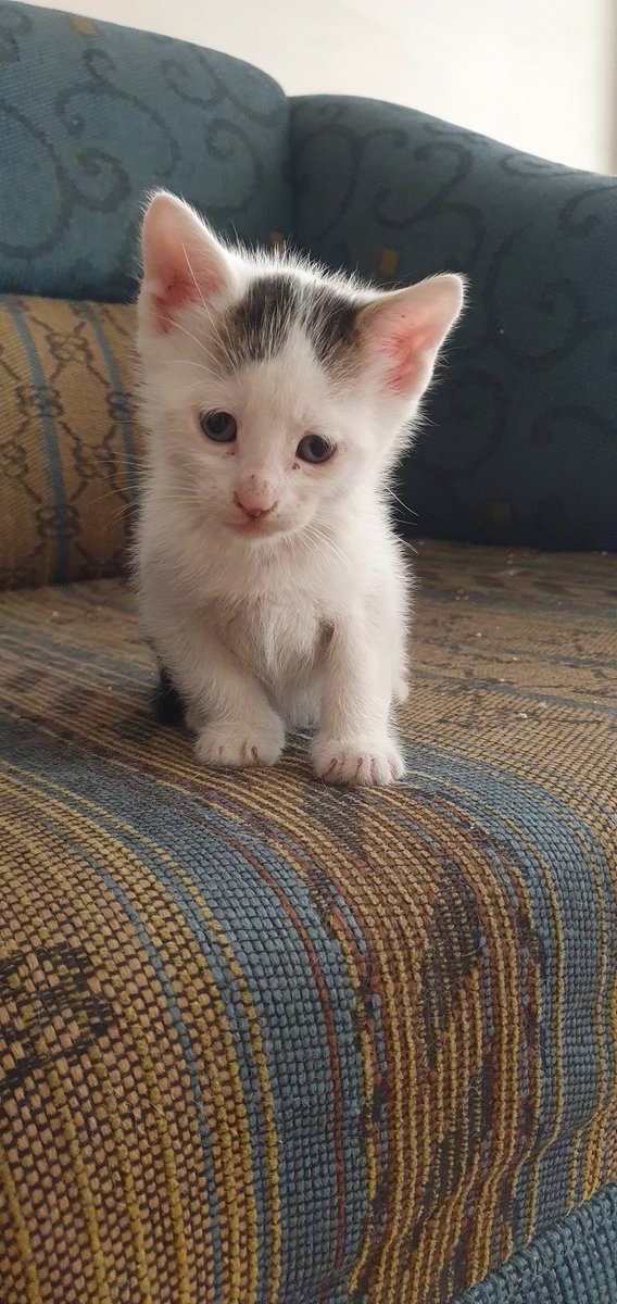 #yuva 1 aylıklar ,  kuru mama ve yaş mama yemeye başladılar, kuma tuvaletini yapmayı öğrendiler, halen 4 kardeş anneyi de emiyor,  yuva aramaktayım, lütfen beni görün 🐱