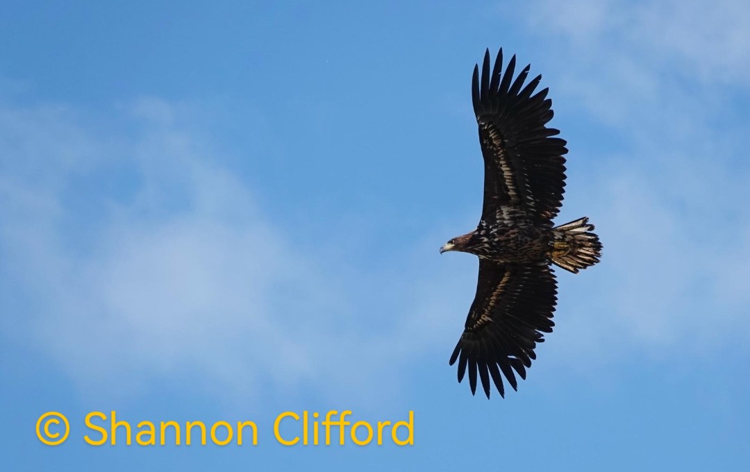The White Falcon 💙 (@vaasetter) on Twitter photo Thx to Zoe & Tim at Roy Dennis Foundation, superb photos by <a href="/ShannonClifford/">Shannon Clifford 🍄🏴</a> & a fair bit of detective work, the WTE over Cley & the coast y'day was a 2cy♂️(G637) fledged in W. Sussex last year (his parents were from the IOW project). His tracker came off back in January.
1/2 Thx to Zoe & Tim at Roy Dennis Foundation, superb photos by <a href="/ShannonClifford/">Shannon Clifford 🍄🏴</a> & a fair bit of detective work, the WTE over Cley & the coast y'day was a 2cy♂️(G637) fledged in W. Sussex last year (his parents were from the IOW project). His tracker came off back in January.
1/2