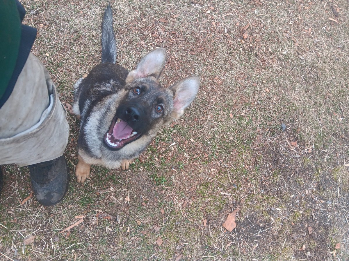 Ava!

#workingdog #protectiondog #k9training #k9 #k9dogtraining