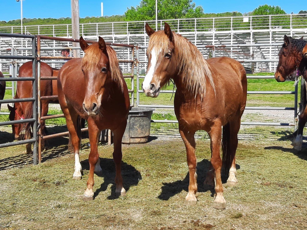 Incredible results in Poteau, OK last weekend! All 101 wild horses and burros were placed into private care - that's approx. $1.5 million saved for taxpayers compared to providing lifetime care for the animals in BLM care.

🔗For our upcoming events, visit BLM.gov/whb/events