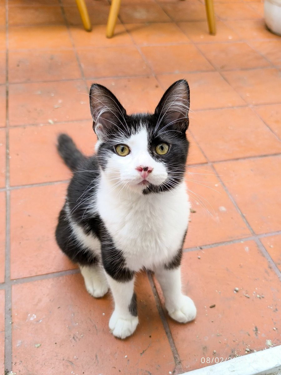 PetKatten's tweet photo. AMA jugar con cualquier cosa, está ATR las 24 horas y es super curioso y activo. Un terremotito de amor 😻❤️ y además tiene una manchita que parece telemarketer con micrófono incorporado 😂😂😂, no puede ser más adorable 🥹💖. (+) https://t.co/X4bFHSyOle