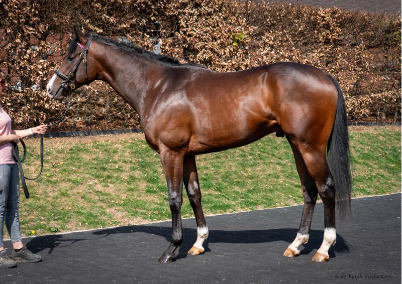Taylor Made Stallions (@tmstallions) on Twitter photo A home run for <a href="/KilminfoyleStud/">Kilminfoyle Hse Stud</a> whose Knicks Go colt sold for $230,000 ($303,000 US Dollars) at <a href="/Tattersalls1766/">Tattersalls</a> Breeze Up Sale today!
Congrats to breeder The New Hill Farm and best of luck to the new owners. <a href="/TaylorMadeSales/">Taylor Made Farm</a> <a href="/theTDN/">TDN</a> <a href="/BloodHorse/">BloodHorse</a> <a href="/korearacing/">Korea Racing</a> A home run for <a href="/KilminfoyleStud/">Kilminfoyle Hse Stud</a> whose Knicks Go colt sold for $230,000 ($303,000 US Dollars) at <a href="/Tattersalls1766/">Tattersalls</a> Breeze Up Sale today!
Congrats to breeder The New Hill Farm and best of luck to the new owners. <a href="/TaylorMadeSales/">Taylor Made Farm</a> <a href="/theTDN/">TDN</a> <a href="/BloodHorse/">BloodHorse</a> <a href="/korearacing/">Korea Racing</a>