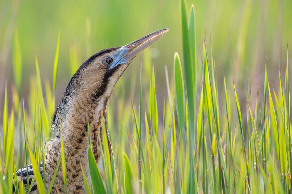 Les Cater Wildlife photographer tweet media