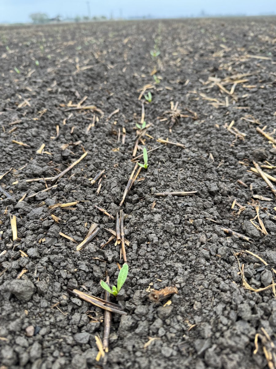 Sugarbeet enjoyed a drink this morning. 🌱