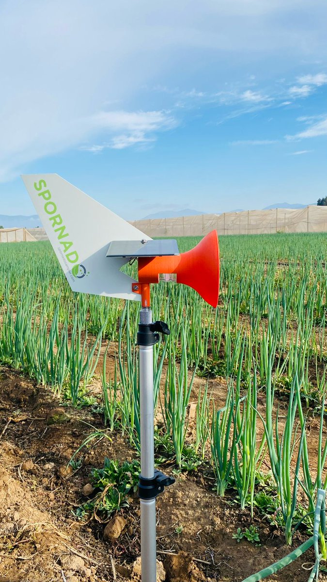 spornadosampler's tweet image. First time in Chile! 🇨🇱🧅 Spornado is air monitoring for Peronospora destructor, the cause of onion downy mildew. This Oomycete thrives in mild, humid weather—early detection helps protect yields before leaves and bulbs are hit. #onions #planthealth #Spornado #agtech