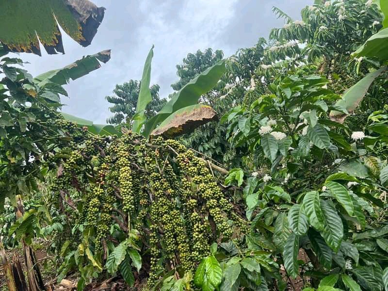 ByarugabaRemi's tweet photo. Empowering youth and women to grow, process, and add value to coffee is my passion. I’m ready to support you — from bean to cup! #CoffeeValueChain #YouthEmpowerment #WomenInAg
@BiraraCoffee https://t.co/X65RLjCDaA