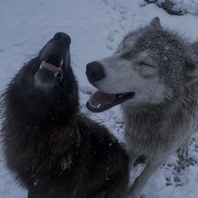 eternalbleed's tweet image. 