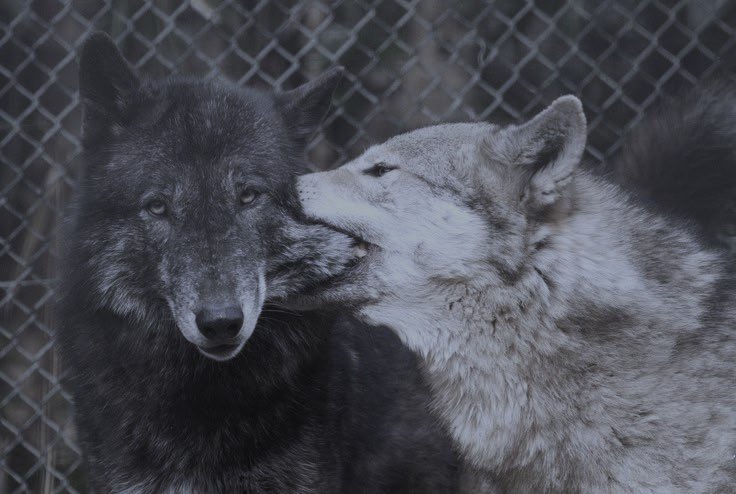 eternalbleed's tweet image. 