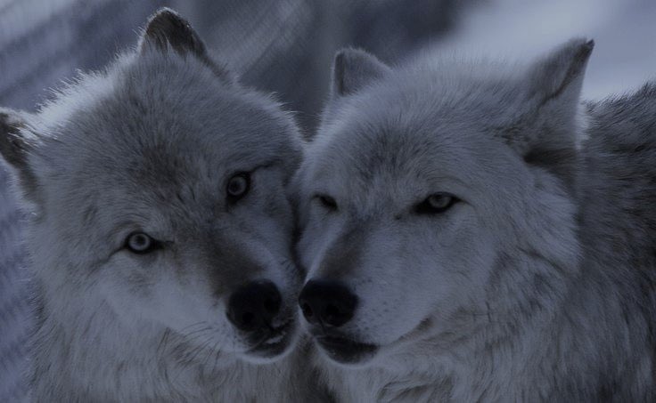 eternalbleed's tweet image. 