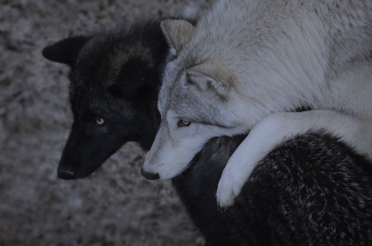 eternalbleed's tweet image. 