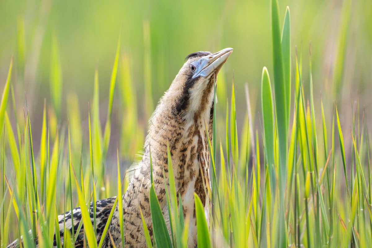Les Cater Wildlife photographer tweet media