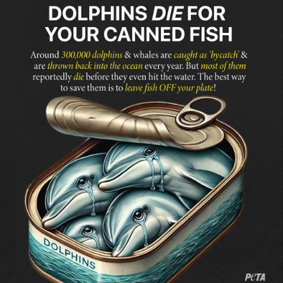 Meat-Free Plate tweet media