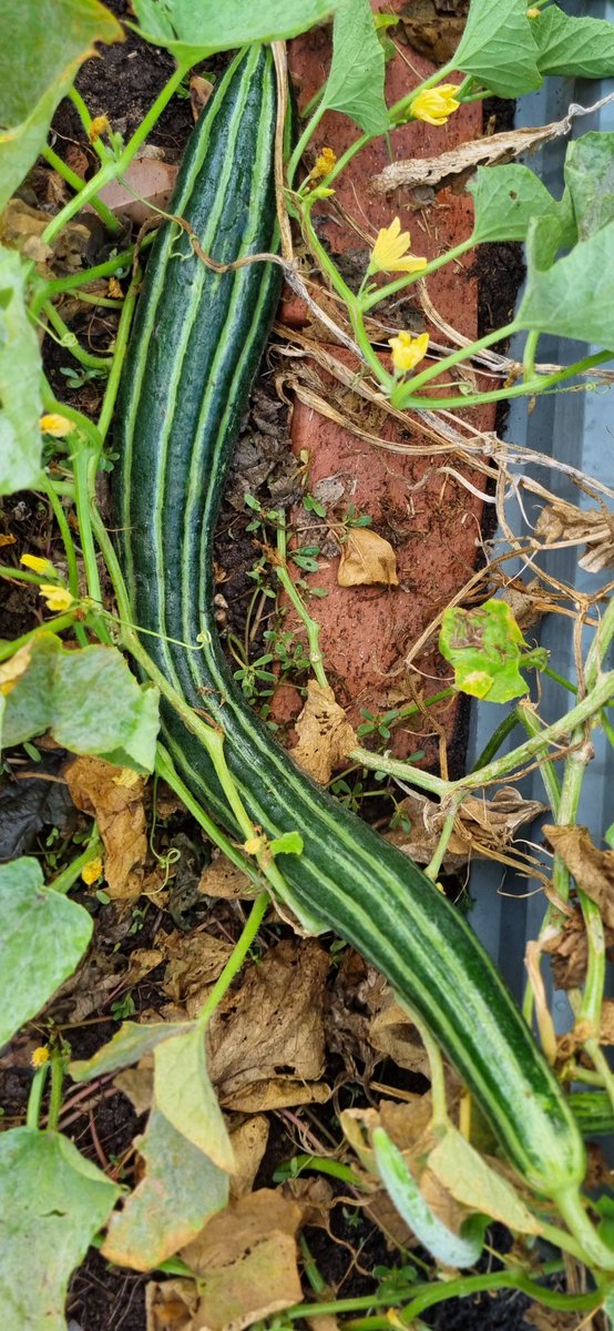 mudd_cloudy's tweet image. Snake #cucumber it was delicious