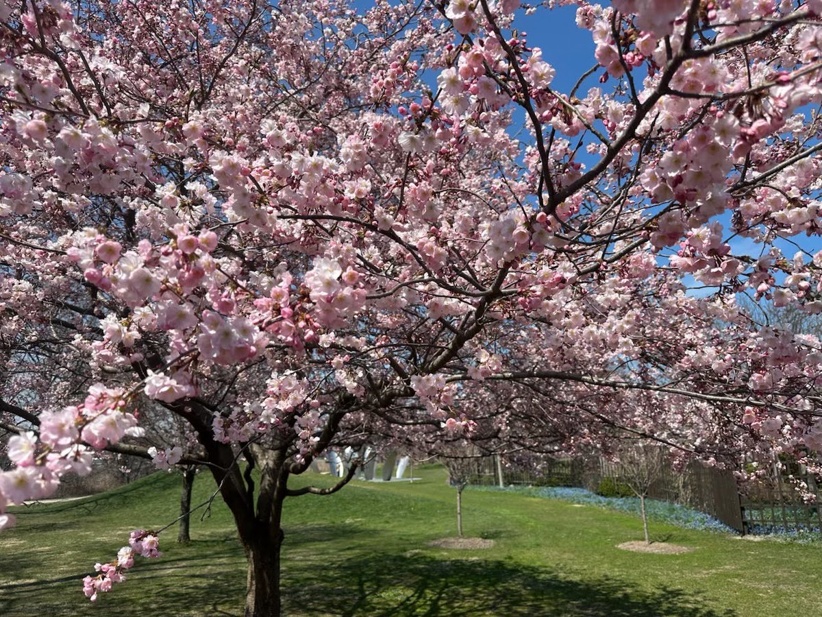 Our Cherry Tree Blossoms at #JacksonPark are Blooming 💮!
CURRENT STATUS:
- Our oldest “mother tree” is at STAGE 5-6
- Other trees are at STAGE 4-5
- Our white flower trees are still in STAGE 2-3
Learn more &amp; plan your visit at chicagoparkdistrict.com/cherry-blossoms. #CHICherryBlossoms